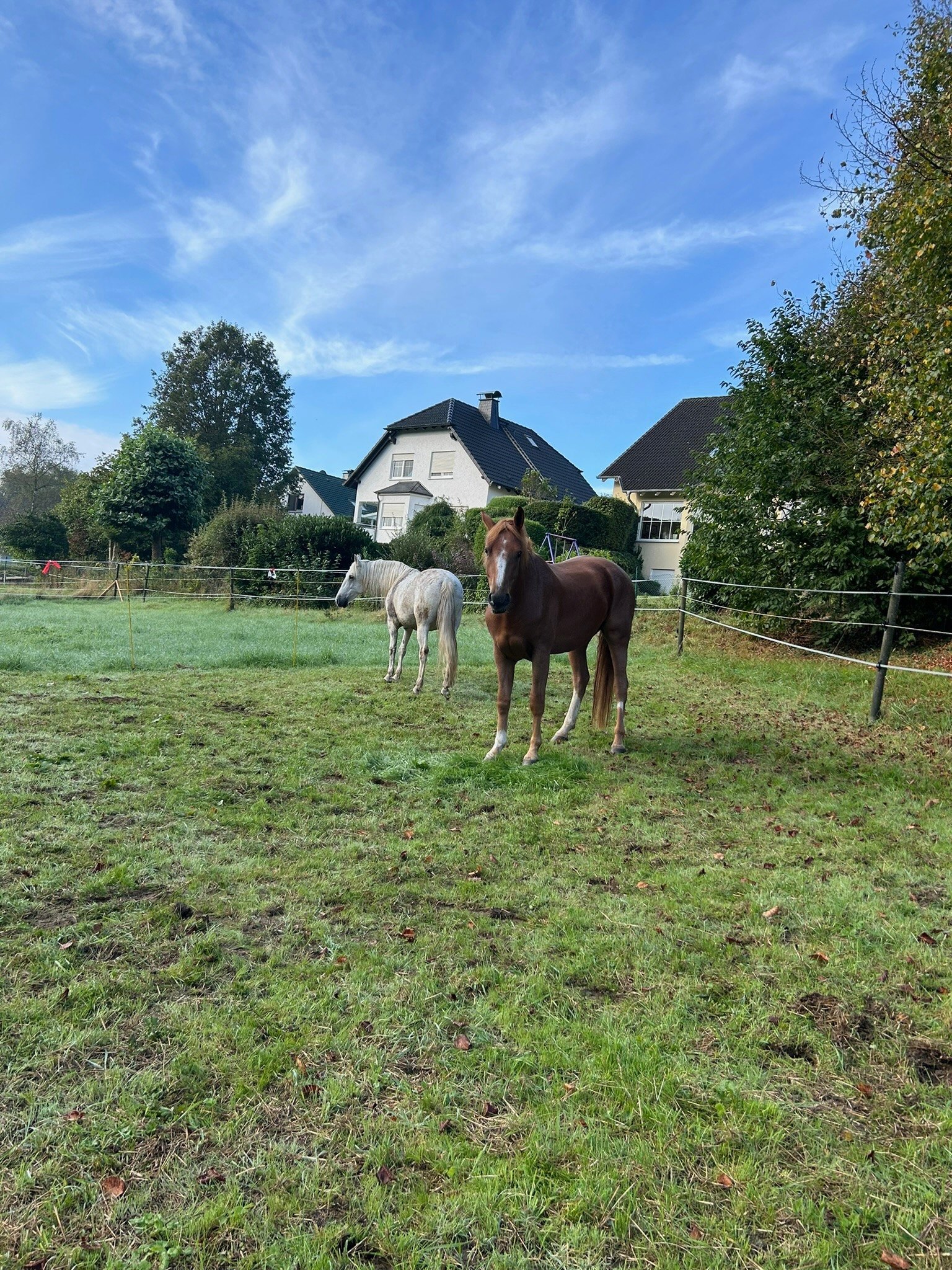 Galerie – Pferdewaage Einsatzbild 06